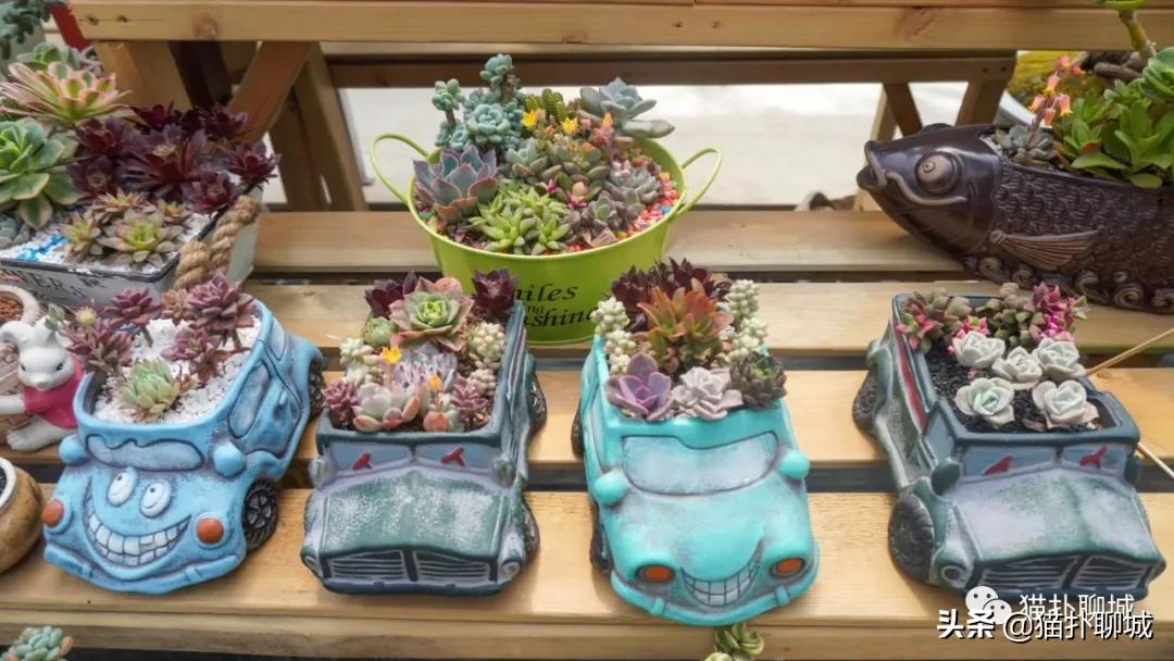 聊城最便宜的花卉批发,聊城附近的花卉市场