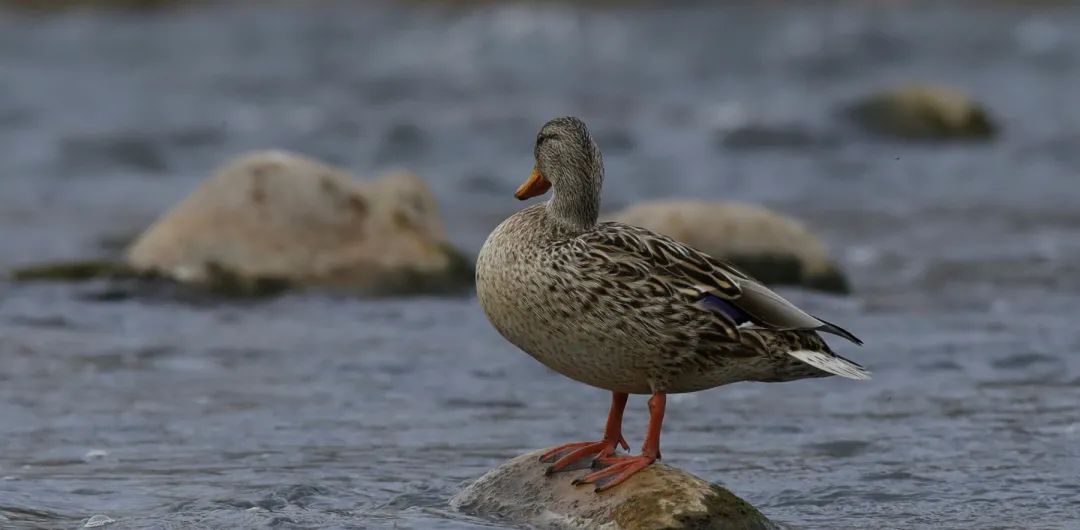 涂上黄色的“润唇膏”,TA就是野鸭中最靓的仔