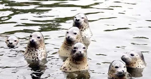 大连斑海豹保护区,盘锦斑海豹自然保护区