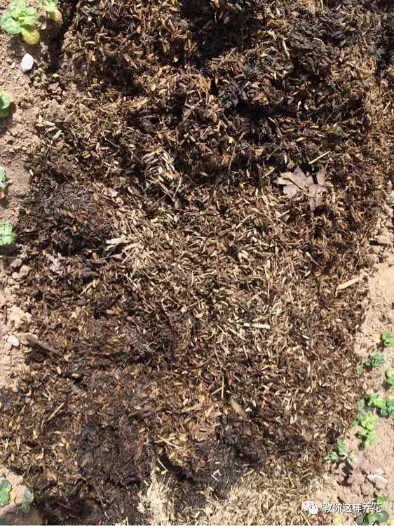 枕头芯掏1把扔盆里，透气不烂根，绿萝吊兰越长越疯，越长越旺