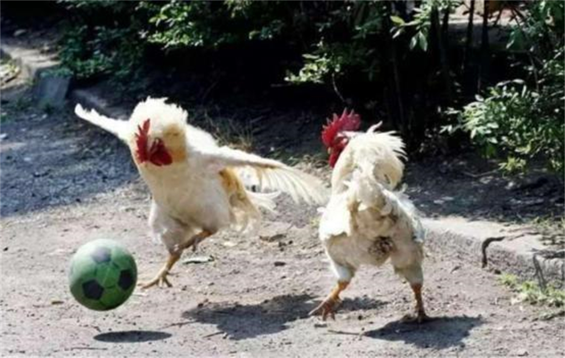 大公鸡吃完蜈蚣变得很凶,大公鸡经常吃蜈蚣会有什么变化