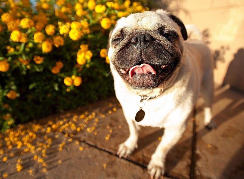 最好养的十种狗狗是哪几种,哪种狗狗最听话最好养又好养