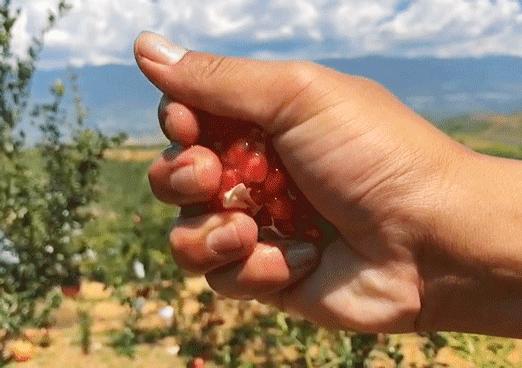 云南突尼斯软籽石榴爆汁不吐籽,甘甜爆汁突尼斯软籽石榴