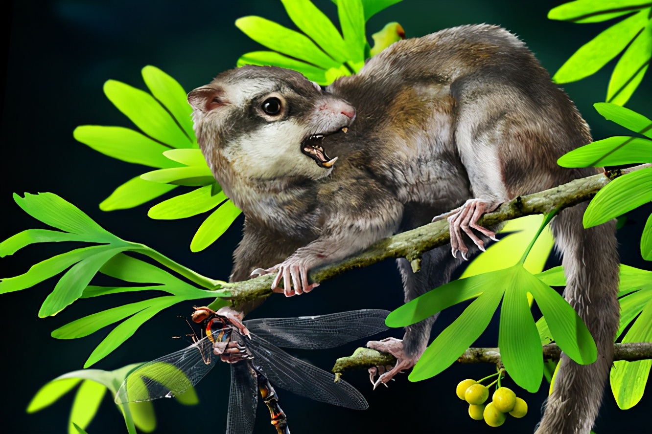 蜥蜴是怎么进化成哺乳动物,蜥蜴是怎么进化的