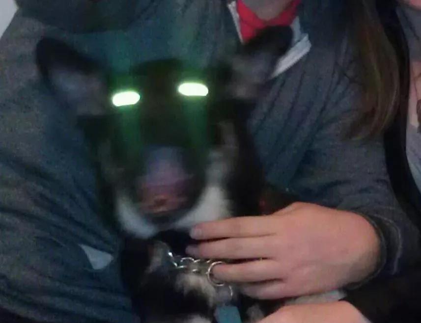 养狗是黑的好还是黄的好,养狗黑狗好吗