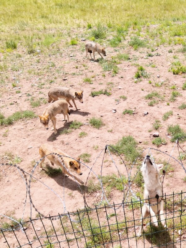 乌拉盖野狼谷狼图腾,狼图腾草原旅游
