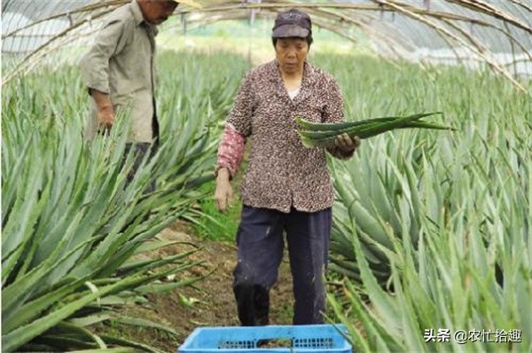 种植什么效益快收入高 (露天种植亩收入过万的种植项目)