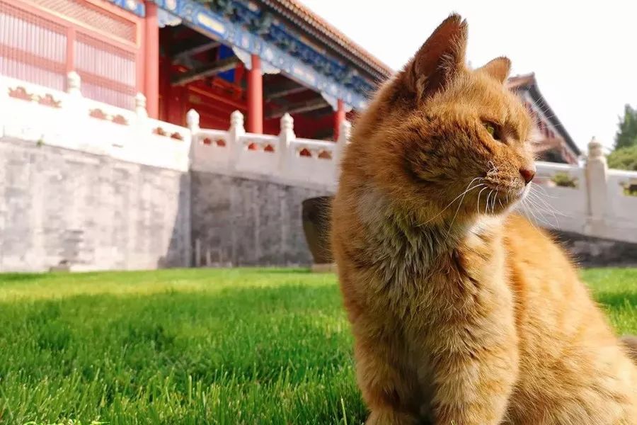 争当懂球帝，动物“神棍”C位出道