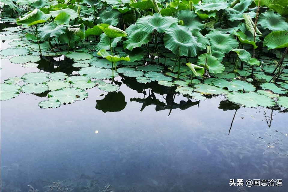 诗词鉴赏｜亭廊秀色觅荷香，月夜苍穹映碧光