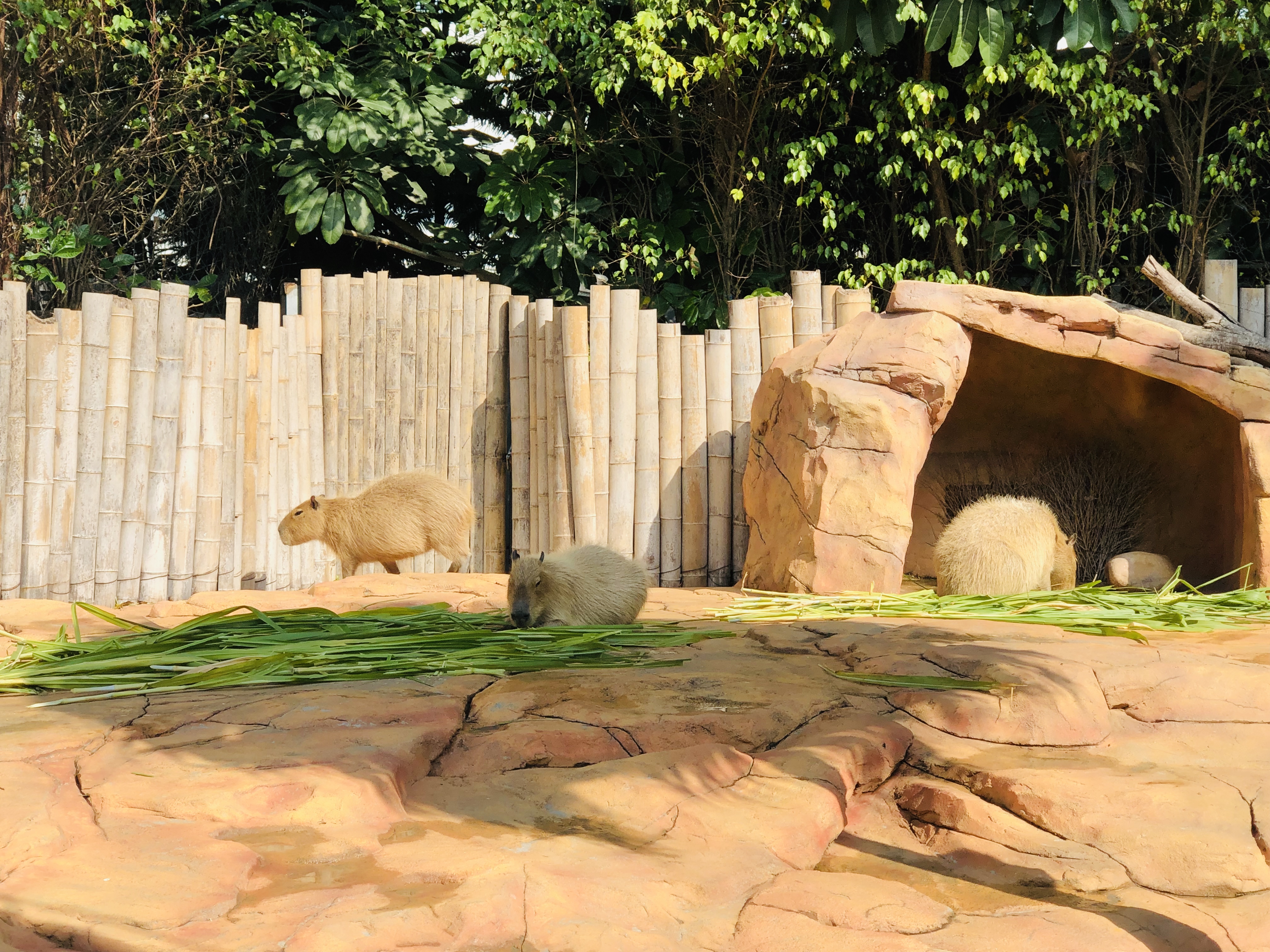 寒假带孩子去长隆玩什么,长隆寒假旅游攻略