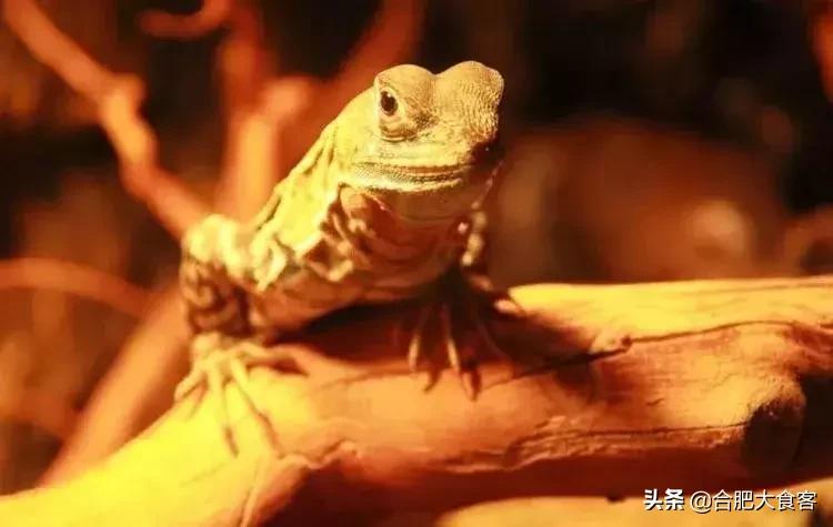 合肥动物园值得看的地方,合肥最好玩的动物园是哪