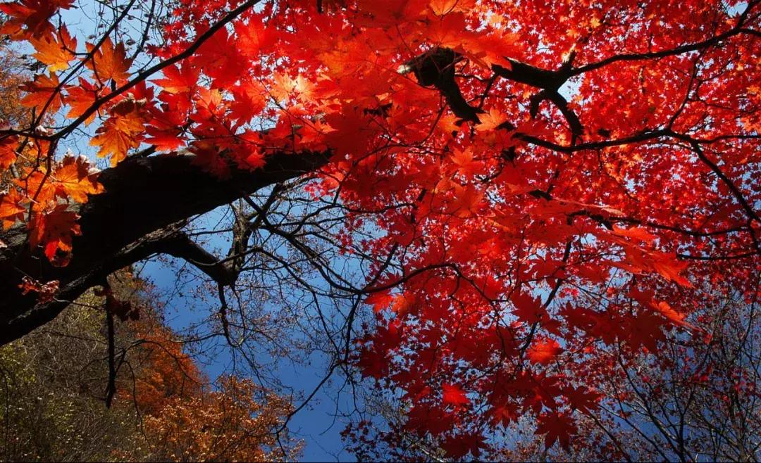 秋天来本溪赏枫叶,醉美枫叶季