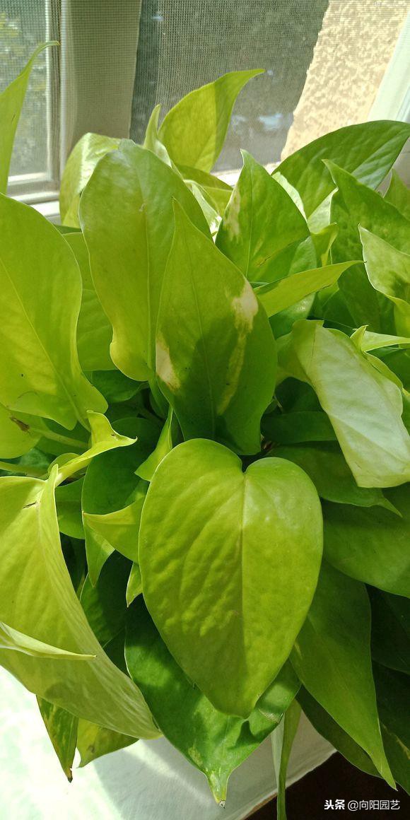 绿萝应该怎么缠绕在柱子上好看,绿萝爬柱子图片