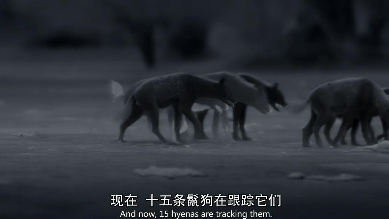 顶级捕猎者狩猎场面,狼群捕猎瞬间