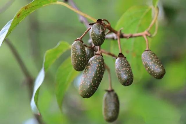 80后90后农村儿时零食野果,在海南儿时吃的野果还记得几种