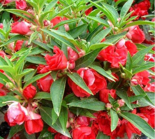 凤仙花盆栽养殖方法地栽,凤仙花种植小盆栽