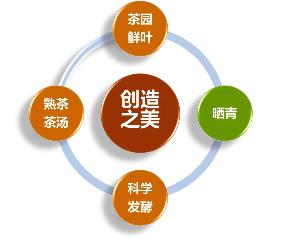 茶知识普及讲解普洱茶,普洱茶的等级之分科普