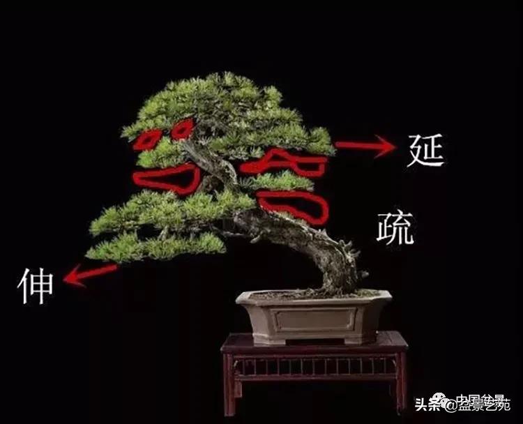 学盆景入门教程书,学习盆景制作视频