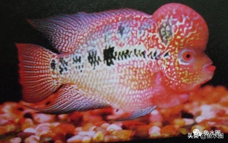 罗汉鱼身上亮片少是什么品种,罗汉鱼血麒麟和火凤哪个品种好