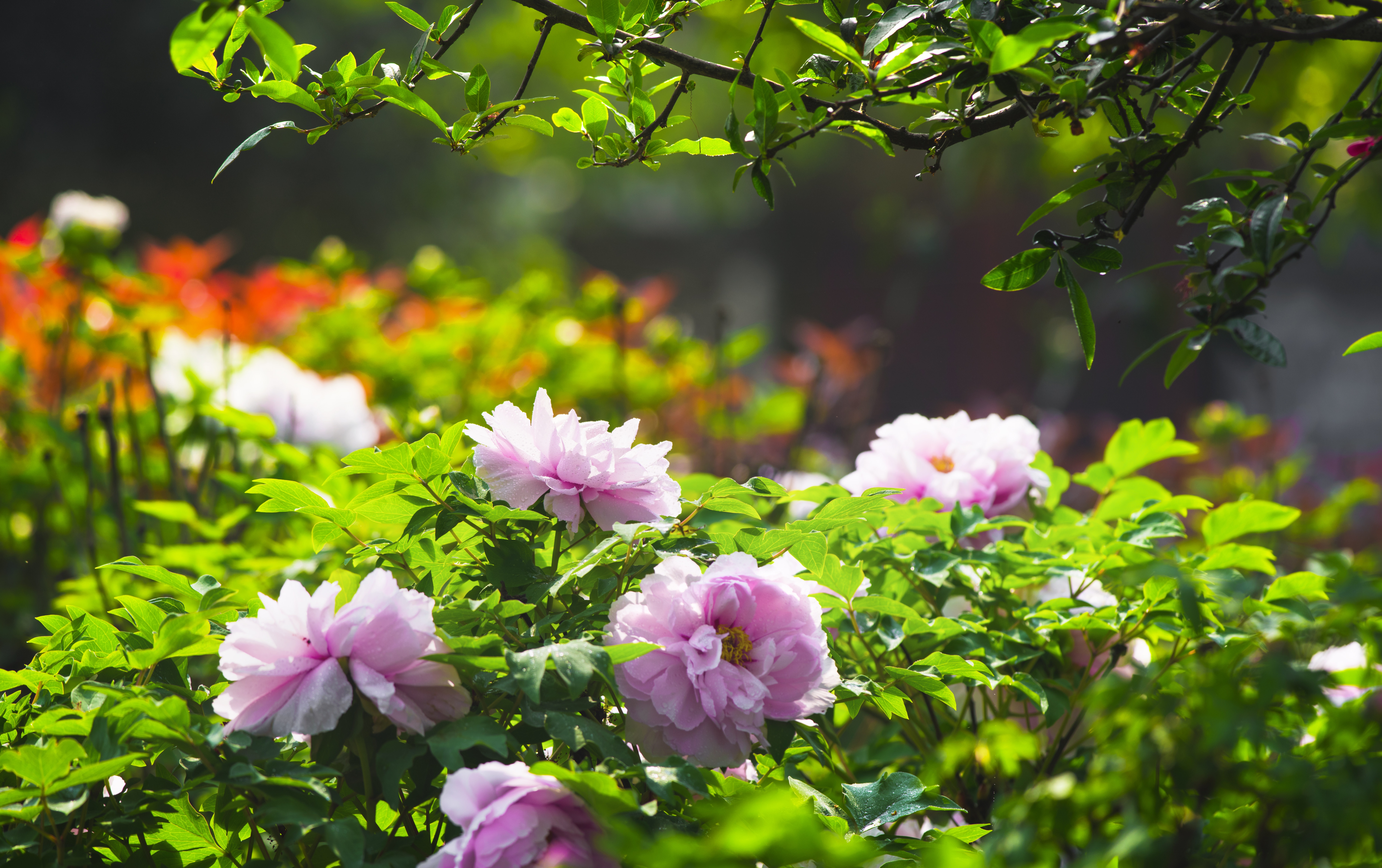 成都周边春季徒步旅游攻略,成都森林徒步旅游攻略