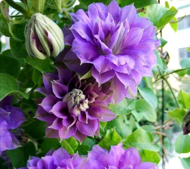 李子柒的院子都种的啥,李子柒推荐的三种花