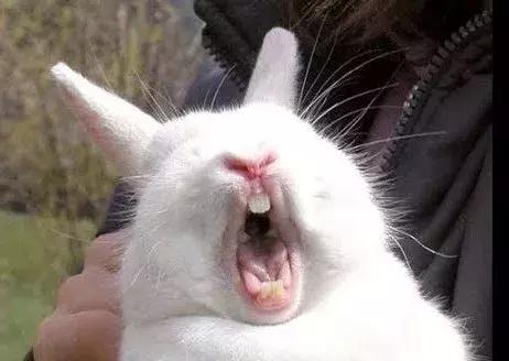 不是开玩笑，我把我家的兔子摸怀孕了...