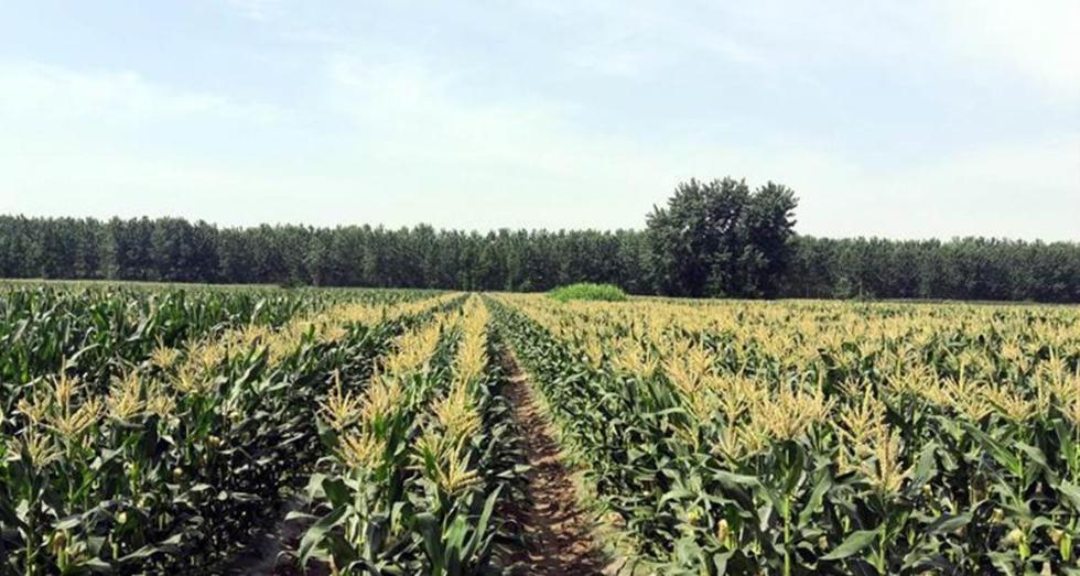 武汉东西湖蔡甸汉南,武汉知名农产品