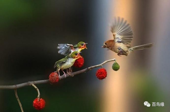 绣眼第一次换毛时间,绣眼从什么时候开始养