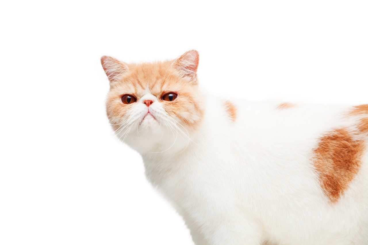 猫咪的嘴里有什么,猫咪的嘴巴有味道是怎么回事