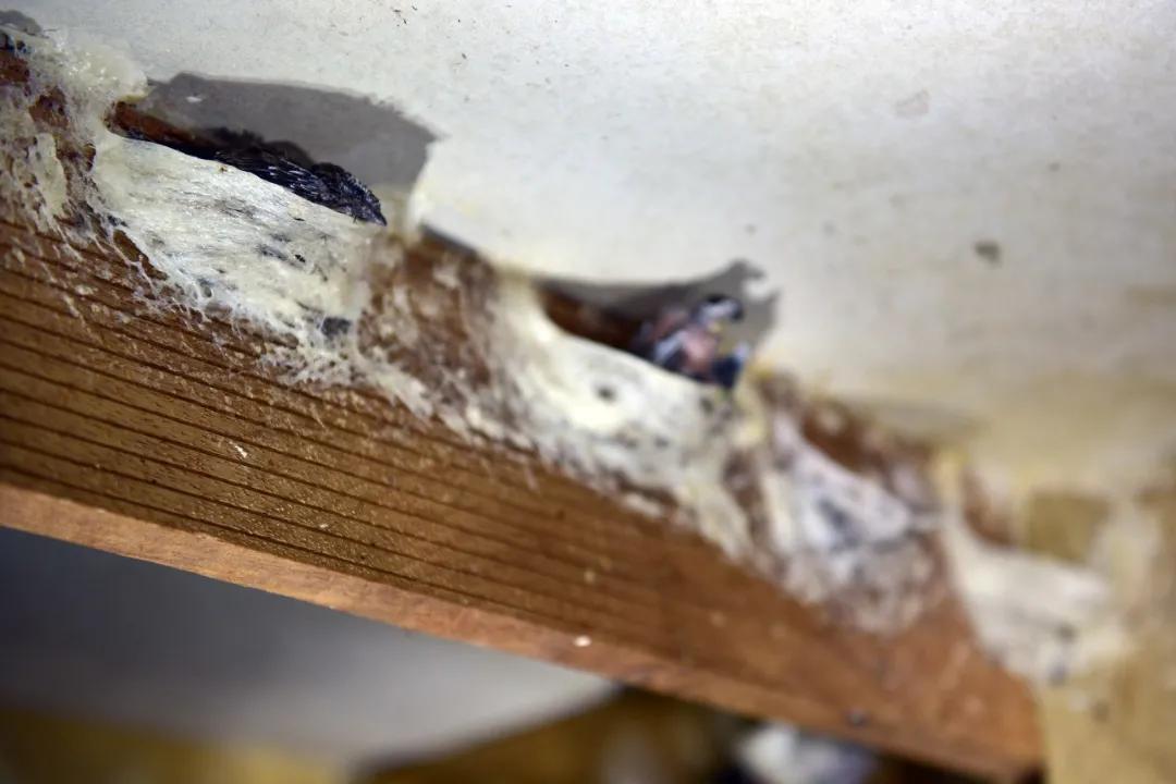 燕窝哪种好,燕窝选什么样的最划算