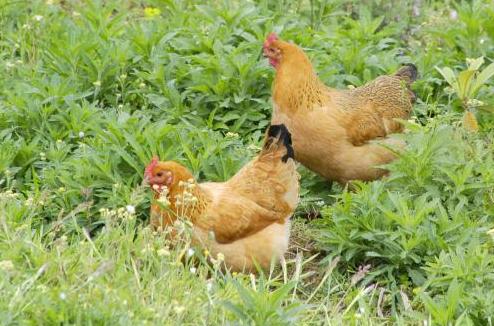 啄肛的鸡怎么处理,鸡啄毛问题如何解决