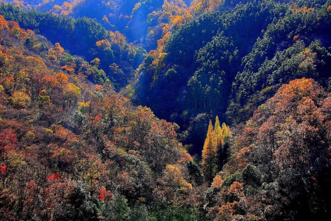 全国林草生物多样性保护成就展,林业生物多样性保护