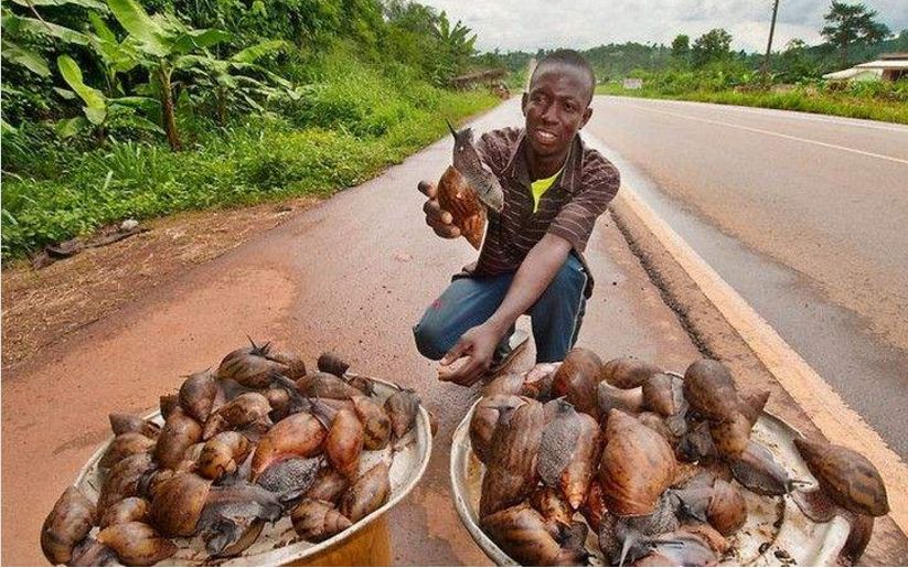 非洲大蜗牛在中国泛滥成灾，它是非洲人的美味，为何中国人不吃？