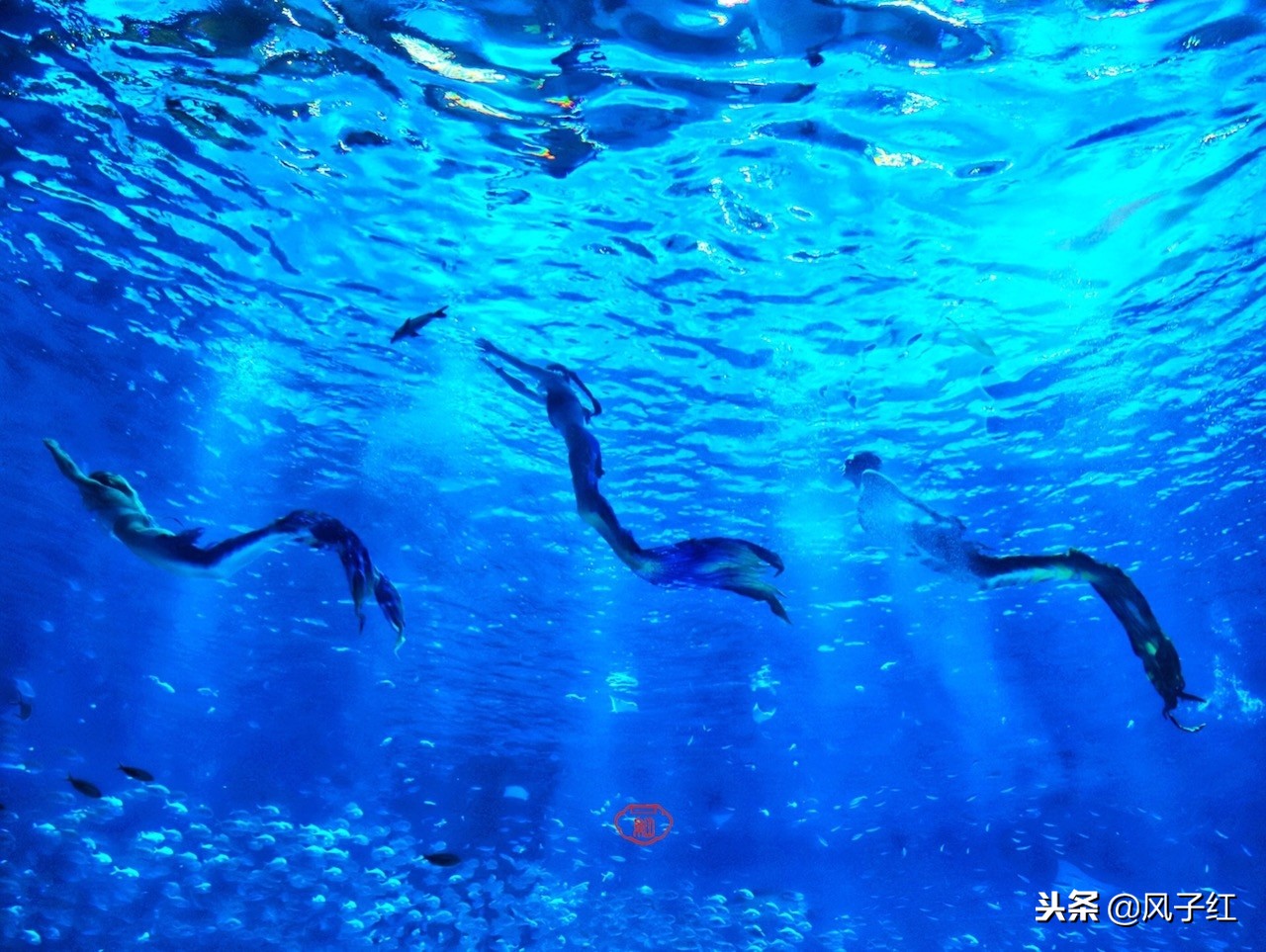 上海新地标丨海昌海洋公园一日游园玩法攻略