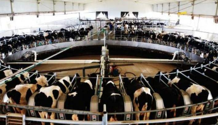 比利时肌肉牛视频大全,比利时人造肌肉牛