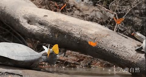 巴西龟竟然吃别的乌龟,大批巴西龟从河里爬出来