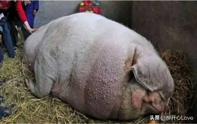 猪一辈子不杀能活多少年,猪一辈子不杀到底能长多大
