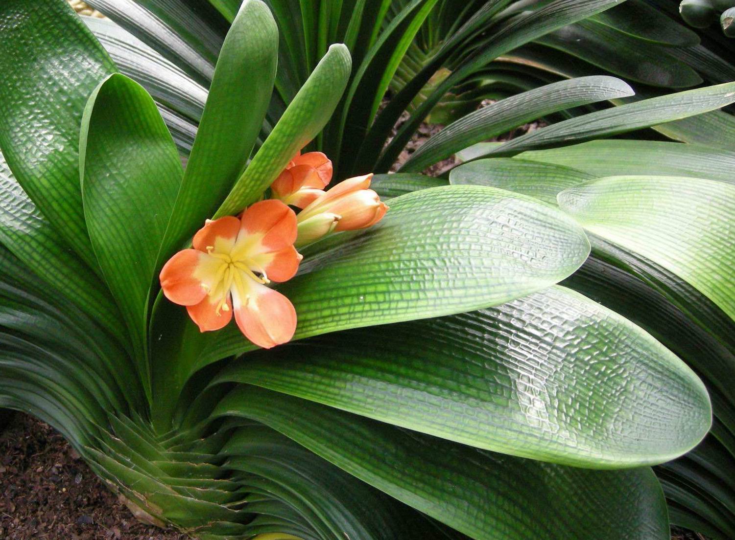 当年东北炒作君子兰,80年代炒作君子兰