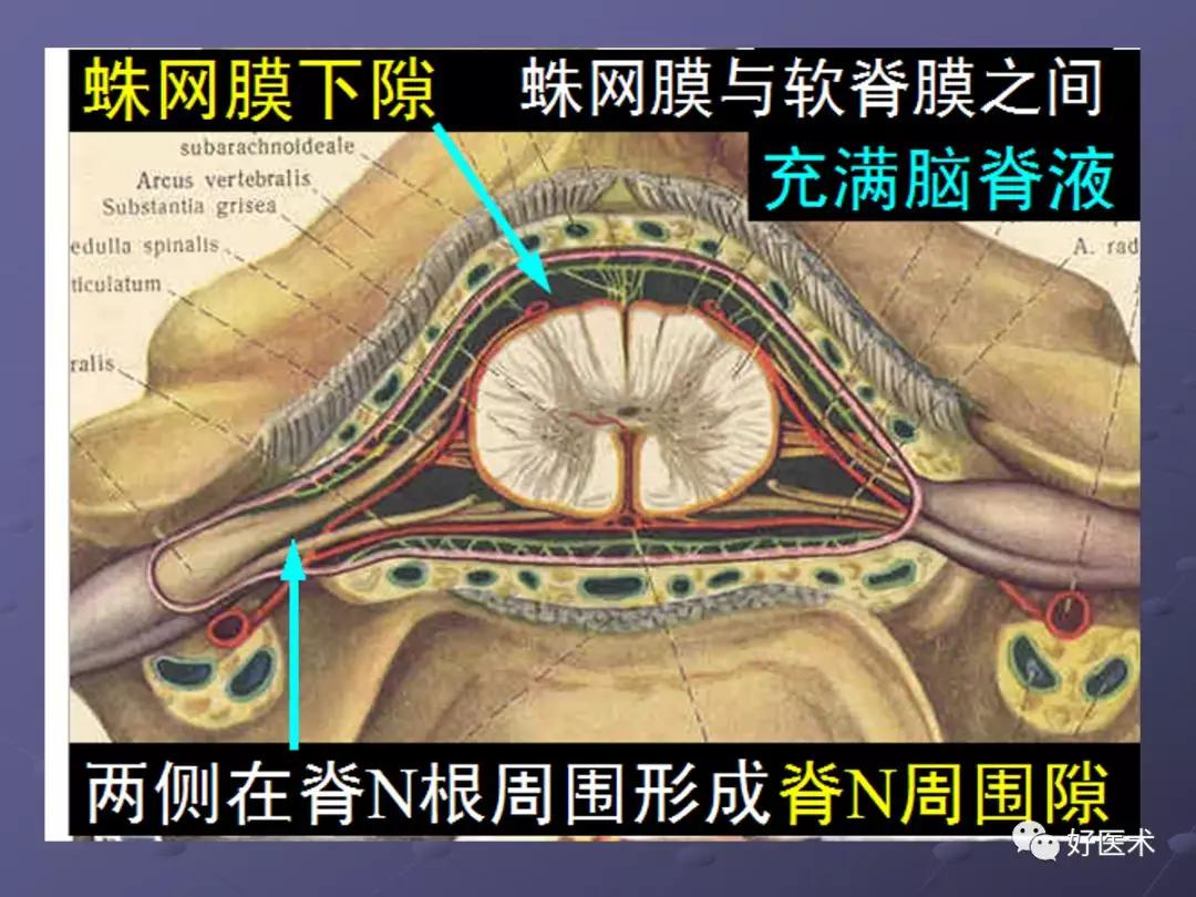 脊柱mri有哪些特点,乳腺疾病的mri诊断及鉴别