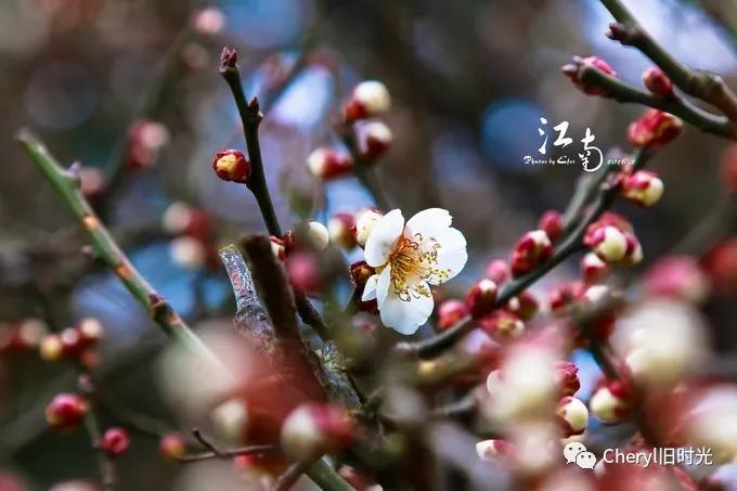 苏州旅游值得去的景点,去苏州旅游攻略最好的景点