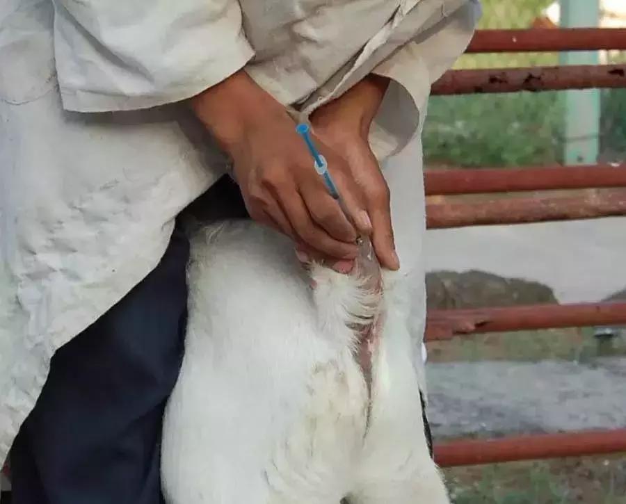 常见羊病用药配方大全图解,羊病治疗最佳用药配方表格