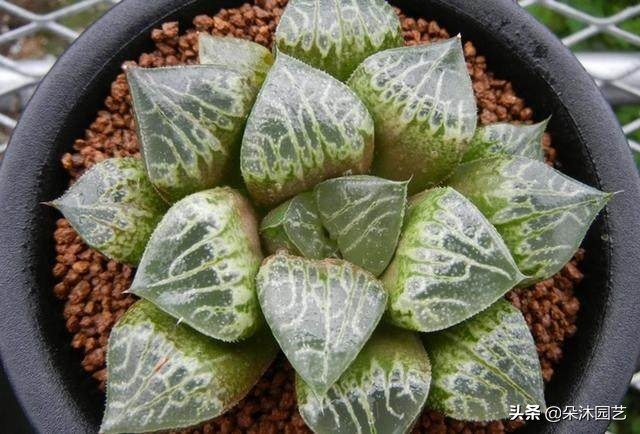 多肉十二卷寿的窗口怎么不透明,多肉热点话题