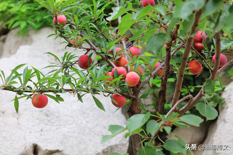 瑙︽懜涔℃剚鍙よ瘲鍥剧墖,瑙︽懜涔℃剚