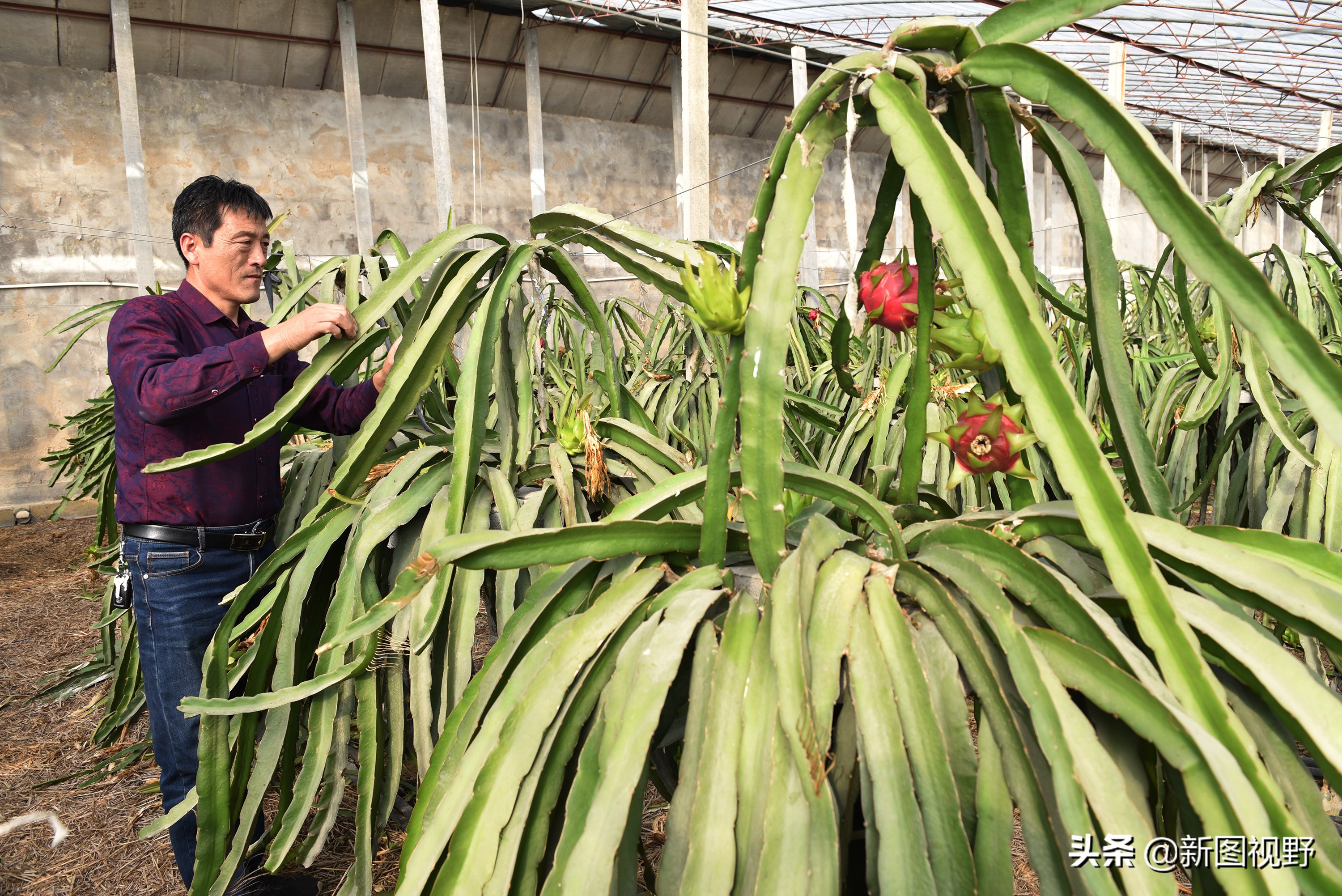 农村大哥种菜一年12万,农村大哥吃西瓜