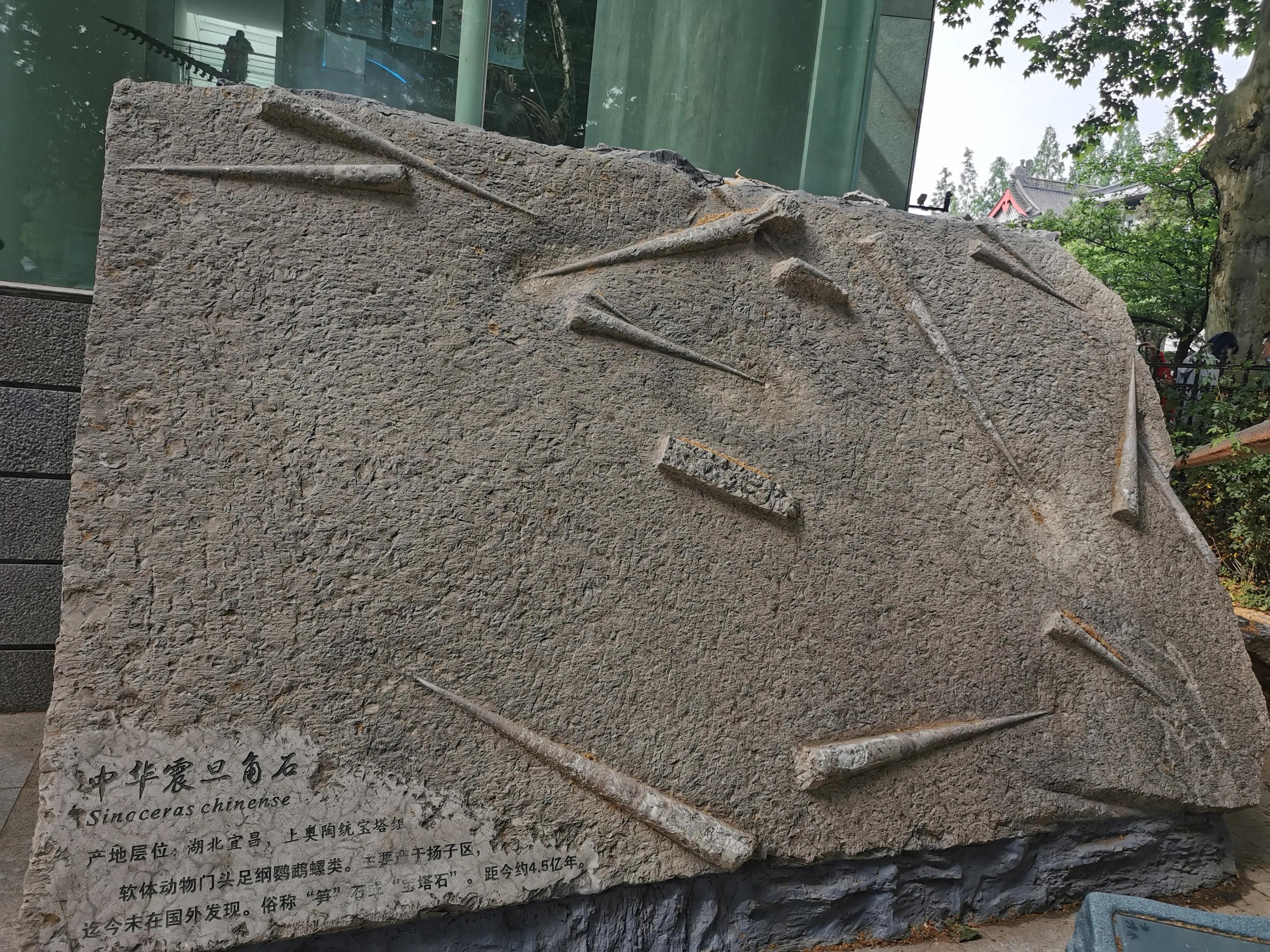 南京古生物博物馆开放时间及门票,南京古生物博物馆作文