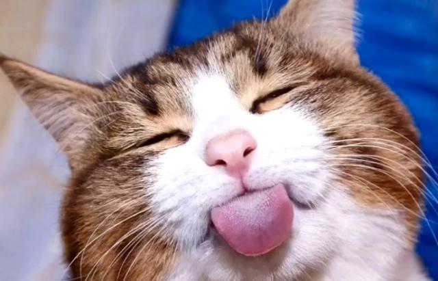 新手养猫公猫还是母猫好点,新手养猫选公的