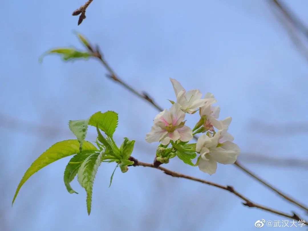 武大樱花一切美好都如约而至,武大樱花正盛开
