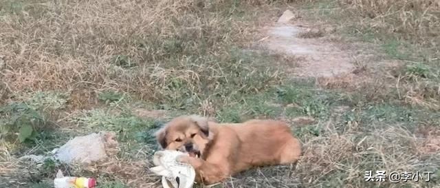 全网通缉的两条狗,全网通缉的狗