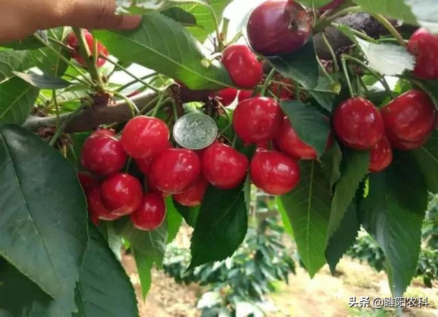 碳肥能提供什么,碳肥的作用与使用方法