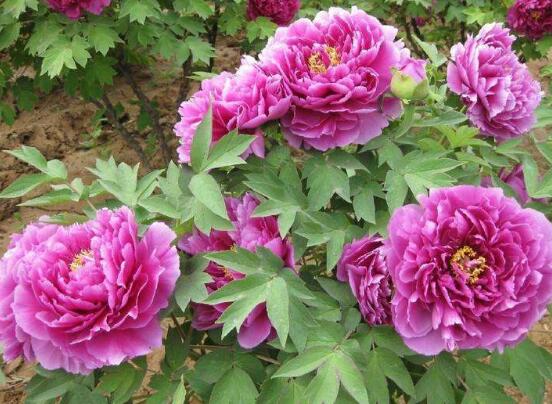 牡丹花烂根怎么补救,牡丹花烂根怎么解决